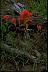 Paintbrush II Healthiest Website Book 